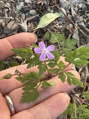 Geranium robertianum