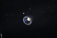 Proboscidactyla flavicirrata