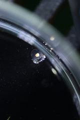 Proboscidactyla flavicirrata