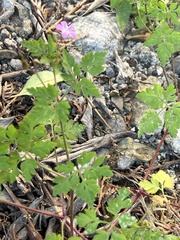 Geranium robertianum