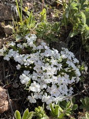 Phlox multiflora