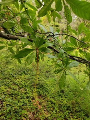 Barringtonia acutangula