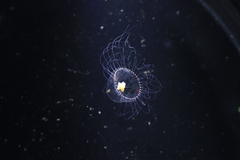 Proboscidactyla flavicirrata