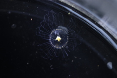 Proboscidactyla flavicirrata