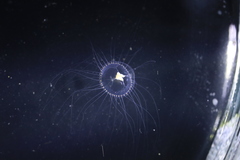 Proboscidactyla flavicirrata