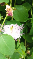 Capparis orientalis