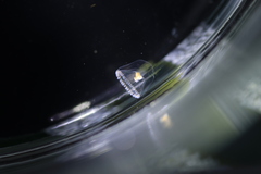 Proboscidactyla flavicirrata