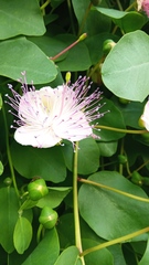 Capparis orientalis