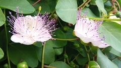 Capparis orientalis