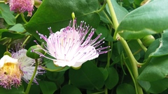 Capparis orientalis