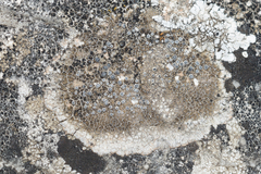 Pyrenodesmia variabilis