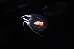 Euphysa flammea