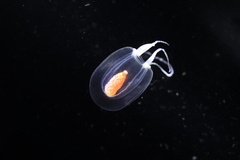 Euphysa flammea