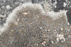 Pyrenodesmia variabilis