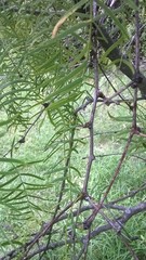 Prosopis glandulosa