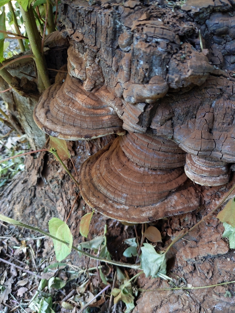 Ganoderma applanatum · June 2022 · photo: © munenori_yamakawa (iNaturalist, cc-by)