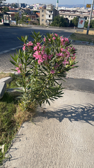 Nerium oleander