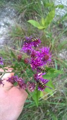 Acmaeodera