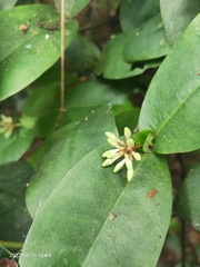 Ixora philippinensis