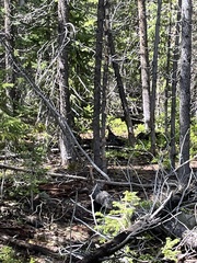 Dendragapus obscurus