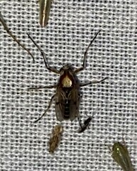 Coelotanypus tricolor