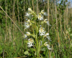 Platanthera leucophaea