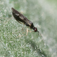 Dicyphus hesperus