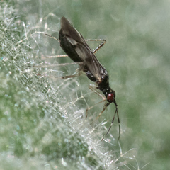 Dicyphus hesperus