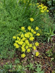 Lomatium papilioniferum