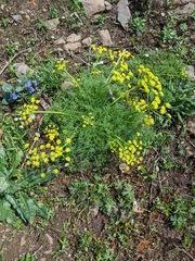 Lomatium papilioniferum