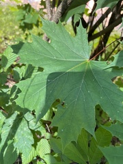 Acer platanoides