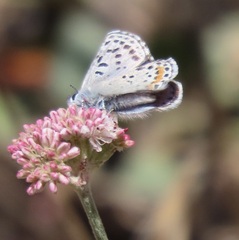 Euphilotes enoptes bayensis