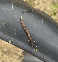 Kontikia ventrolineata