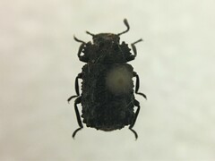 Bolitotherus cornutus