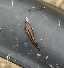 Kontikia ventrolineata