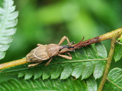 Cryptoderma formosense