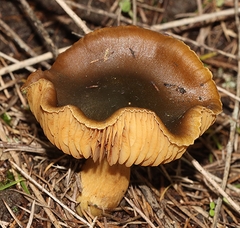 Cortinarius austrovenetus