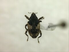 Cryptorhynchus fuscatus