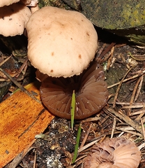 Mycena clarkeana