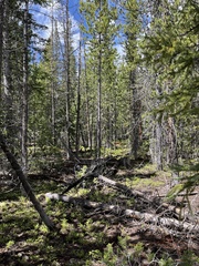 Dendragapus obscurus