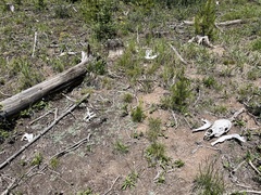 Cervus canadensis canadensis
