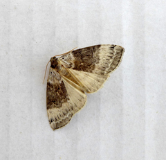 Tetheella fluctuosa