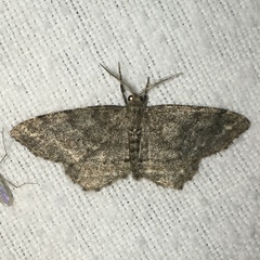 Hypagyrtis piniata