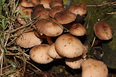 Mycena clarkeana