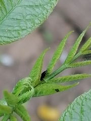 Phyllotreta cruciferae