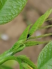 Phyllotreta cruciferae