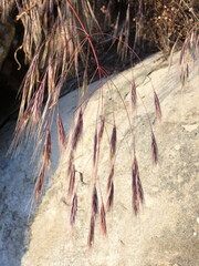 Bromus rigidus
