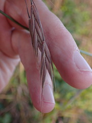 Bromus sitchensis