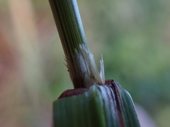 Bromus sitchensis