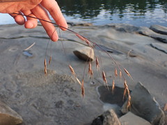 Bromus sitchensis